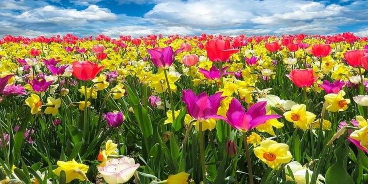 imagen de la primavera